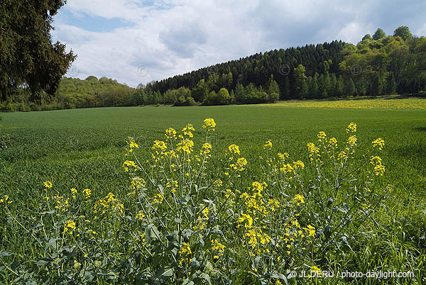 agriculture